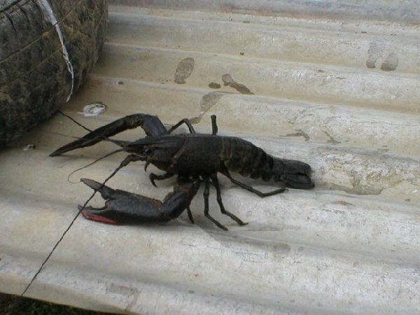 Crayfish