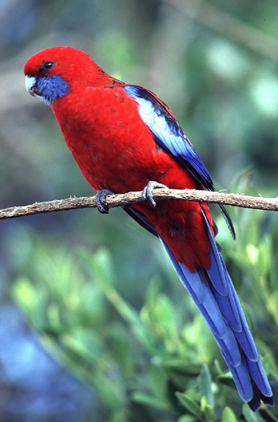 Crimson Rosella
