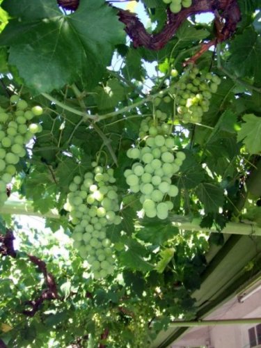 Grapes