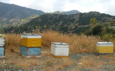 Beehives