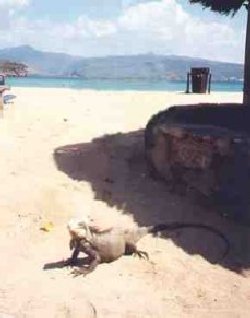 Iguana