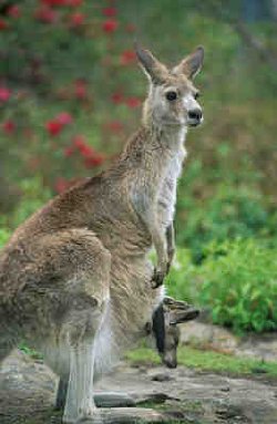 Kangaroo
