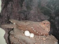 Oilbird
