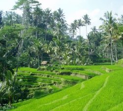 Rice Paddies