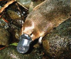 Platypus