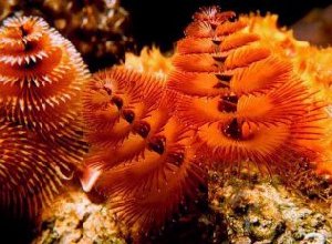 Christmastree Worm