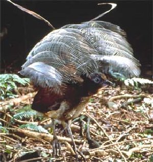 Lyrebird