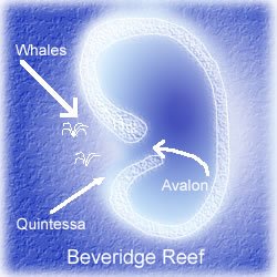 Beveridge Reef