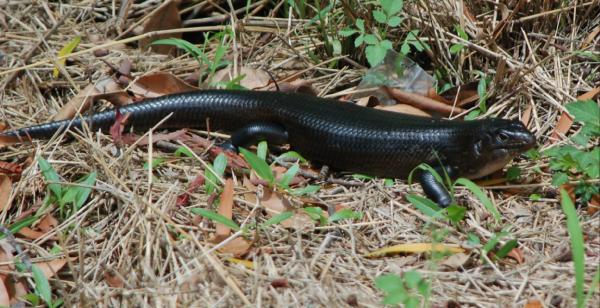 Black Skink