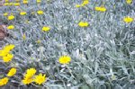 Blanket flowers