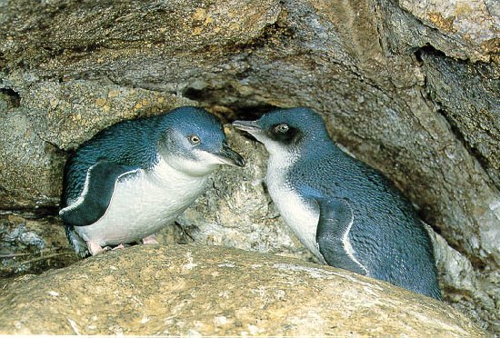 Blue Penguin