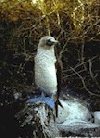 Blue-footed Booby