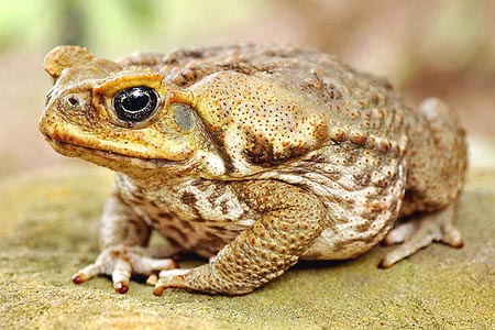 Cane toad