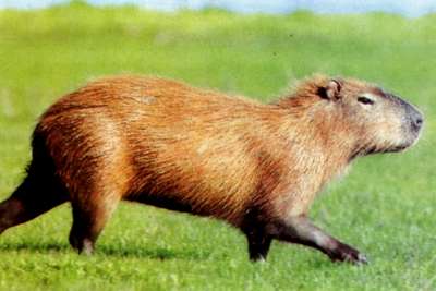 Capybara