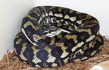 Carpet Python