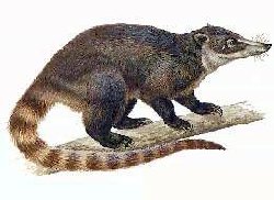 Coatimundi
