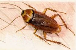 Cockroach