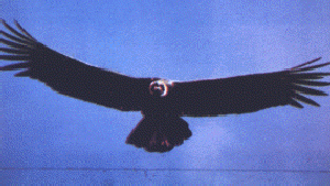 Condor