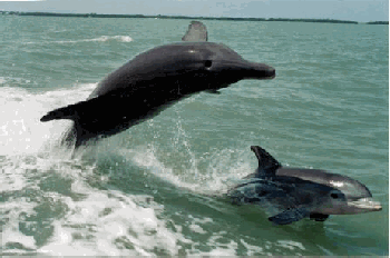 Dolphins