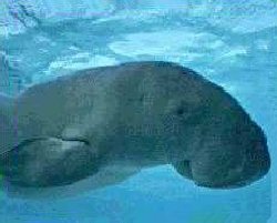 Dugong