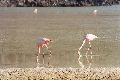 Flamingos