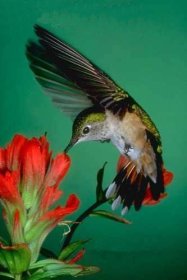 Humming Bird