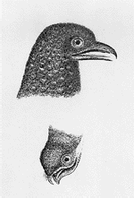 Oilbird