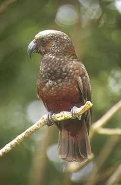 Kaka