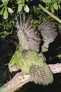 Kakapo