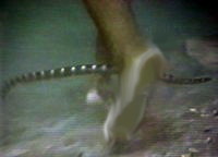Sea Snake