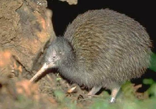 Kiwi