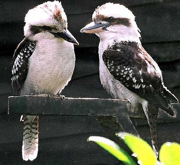 Kookaburra