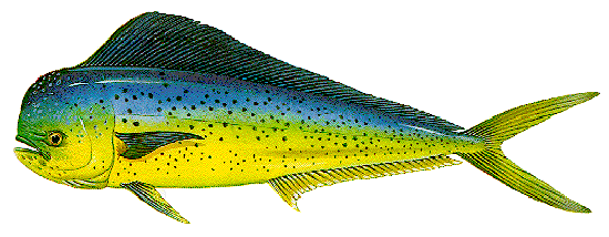 Mahi Mahi