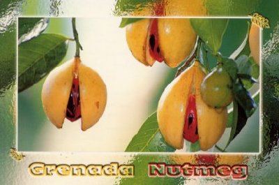 Nutmeg