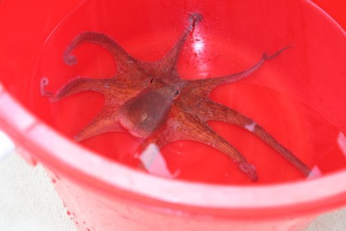 Octopus