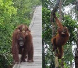 Orang Utans