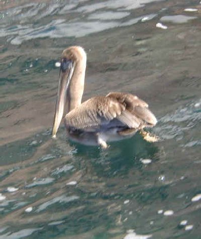 Pelican
