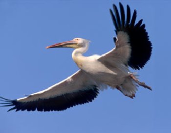 Pelican