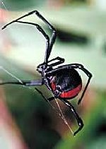 Redback Spider