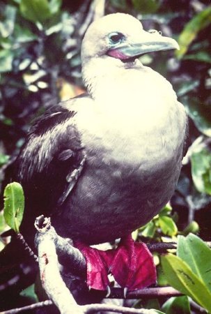 Booby