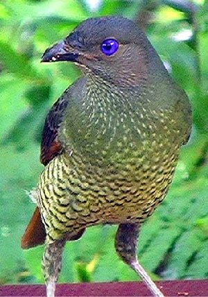 Satin Bower Bird
