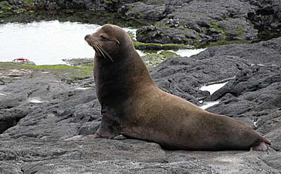 Sealion