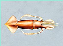 Squid