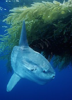 Ocean Sunfish