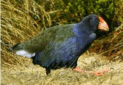 Takahe