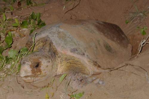 Turtle