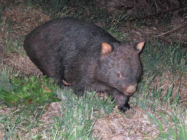 Wombat