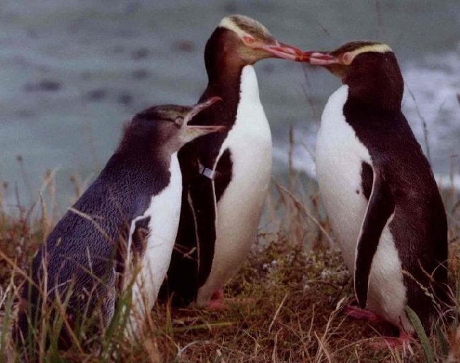 Yellow-eyed Penguin